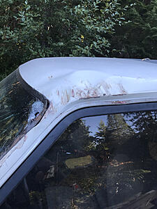 Treetop hit my 4runner-photo653.jpg